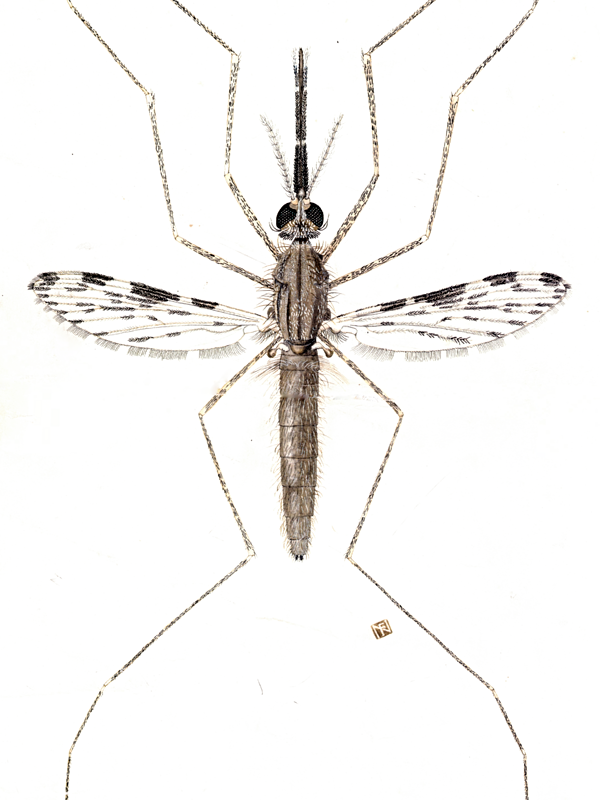 Mosquito illustration