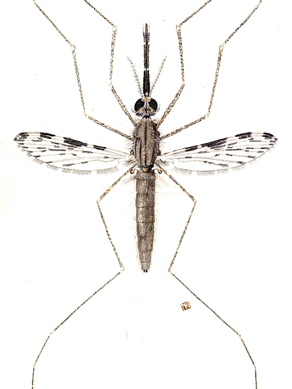 Mosquito illustration